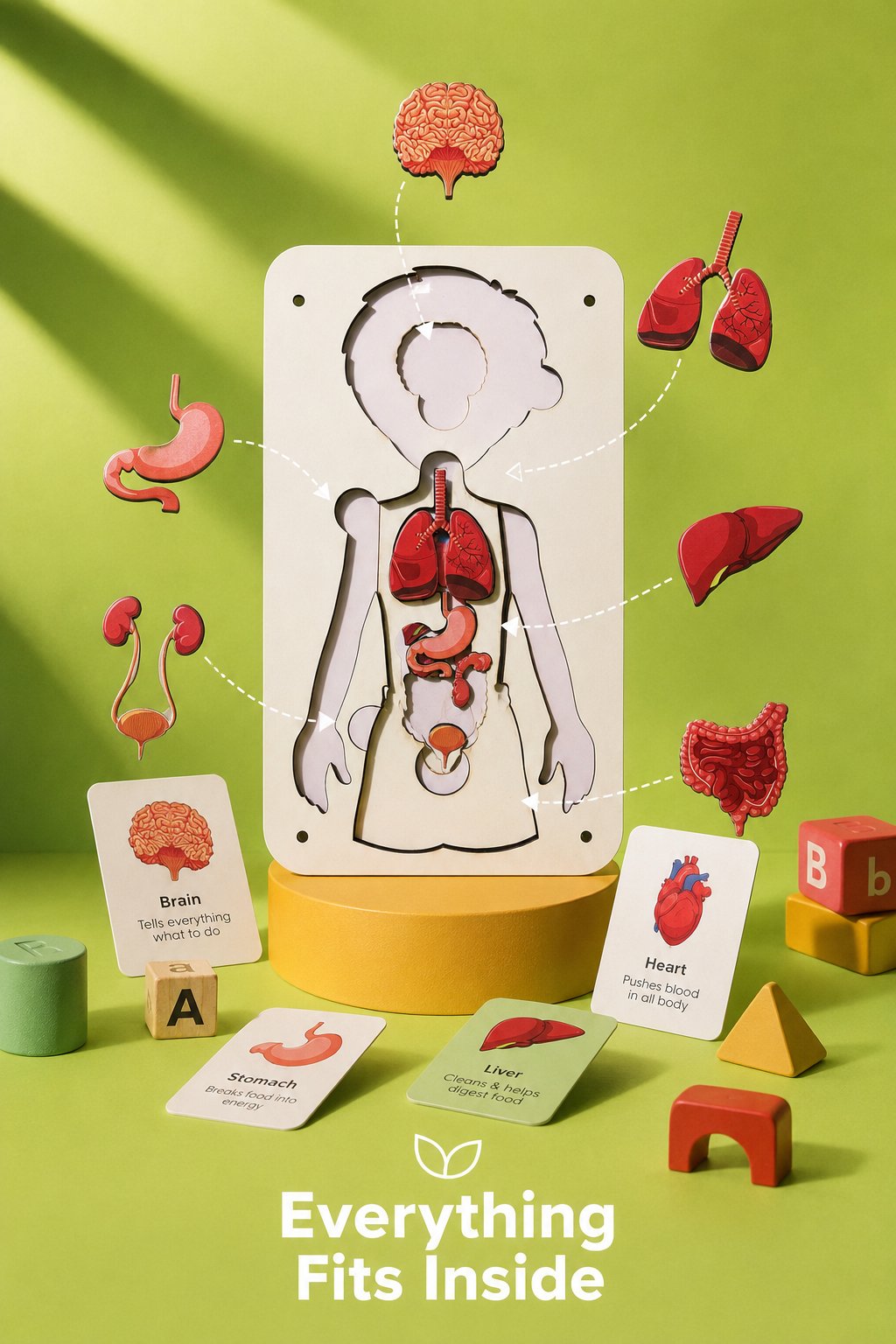 Little Body Explorer| Human Body Anatomy Puzzle | Montessori Learning Toy for Kids 4-8 Years