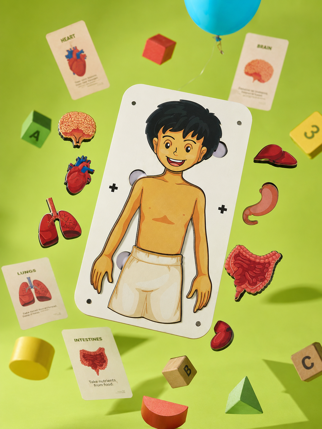 Little Body Explorer| Human Body Anatomy Puzzle | Montessori Learning Toy for Kids 4-8 Years