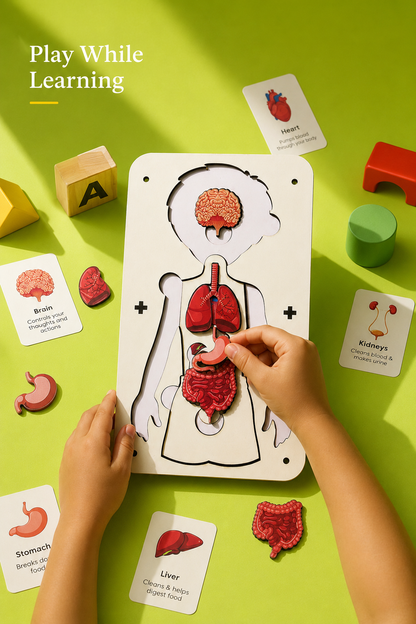 Little Body Explorer| Human Body Anatomy Puzzle | Montessori Learning Toy for Kids 4-8 Years