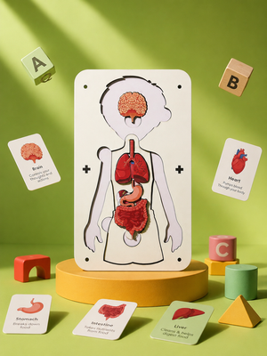 Little Body Explorer| Human Body Anatomy Puzzle | Montessori Learning Toy for Kids 4-8 Years