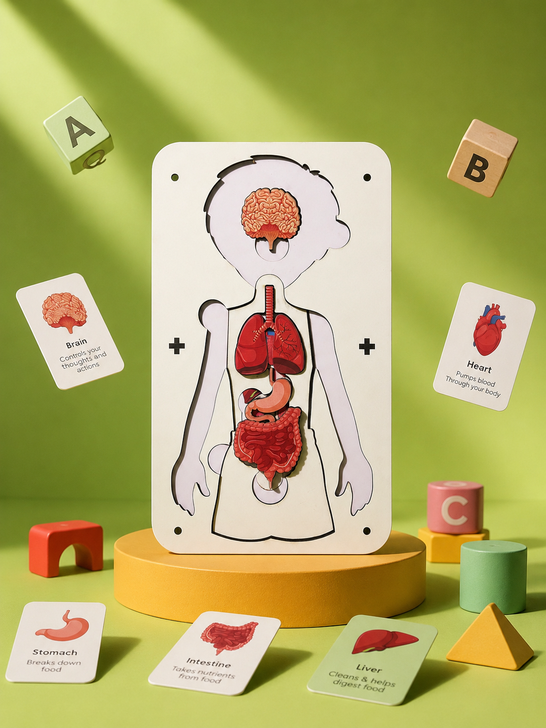 Little Body Explorer| Human Body Anatomy Puzzle | Montessori Learning Toy for Kids 4-8 Years